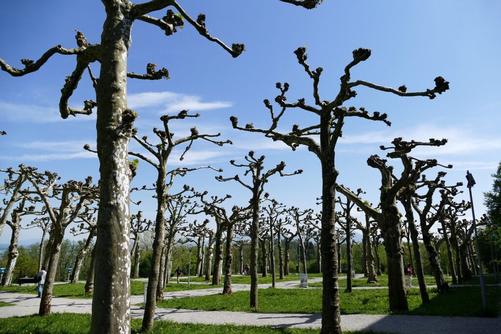 tree pruning, herrenchiemsee, park-3373997.jpg